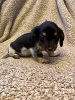 Preston (TINY), a male Miniature Dachshund for sale in Wasco, CA – 9 of 10