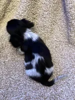 Preston (TINY), a male Miniature Dachshund for sale in Wasco, CA – 8 of 10