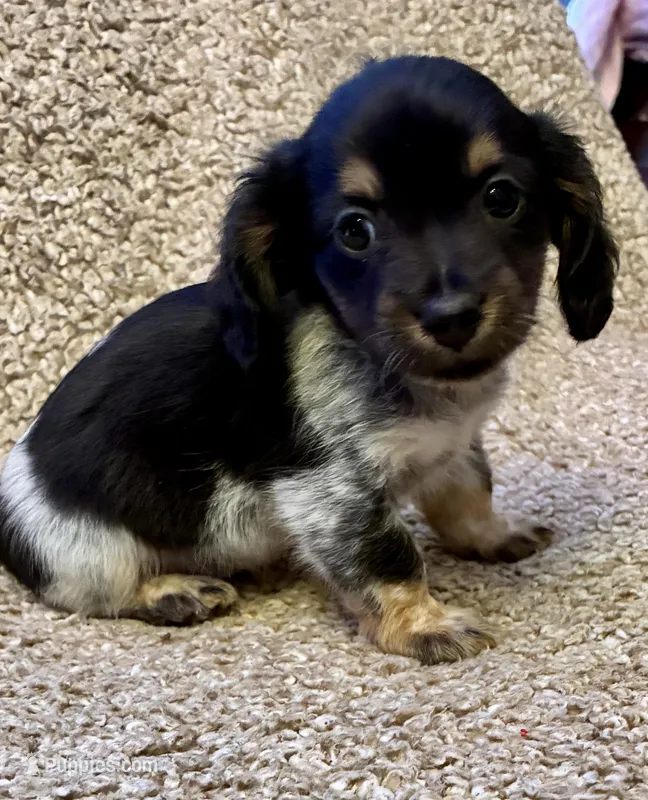 Preston (TINY) – Miniature Dachshund puppy for sale in Wasco, CA