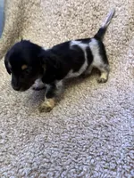 Preston (TINY), a male Miniature Dachshund for sale in Wasco, CA – 2 of 10