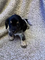 Preston (TINY), a male Miniature Dachshund for sale in Wasco, CA – 4 of 10