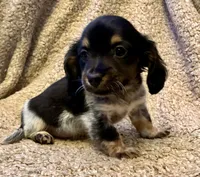 Preston (TINY), a male Miniature Dachshund for sale in Wasco, CA – 3 of 10