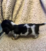 Preston (TINY), a male Miniature Dachshund for sale in Wasco, CA – 7 of 10