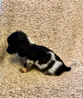 Preston (TINY), a male Miniature Dachshund for sale in Wasco, CA – 10 of 10
