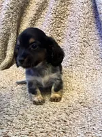 Preston (TINY), a male Miniature Dachshund for sale in Wasco, CA – 6 of 10