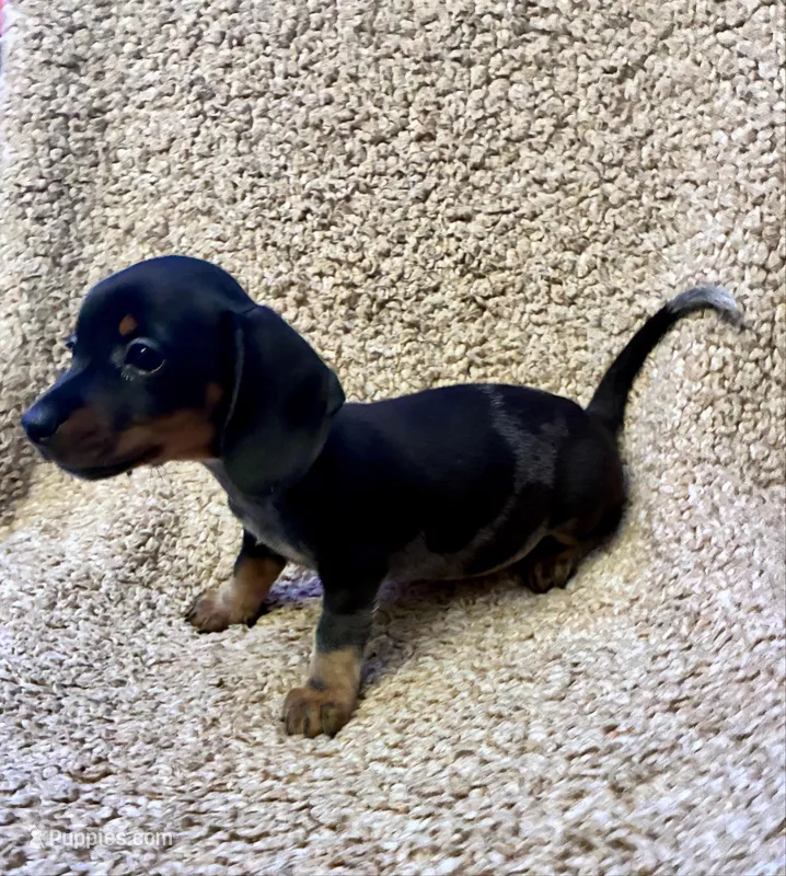 Benny (Extreme Ticking/ Roaning Pattern) – Miniature Dachshund puppy for sale in Wasco, CA