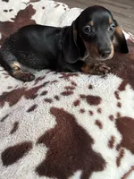 Rubble (roan), a male Miniature Dachshund for sale in Wasco, CA – 5 of 7