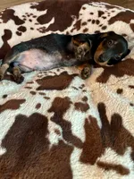Rubble (roan), a male Miniature Dachshund for sale in Wasco, CA – 7 of 7