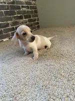 Marshall, a male Miniature Dachshund for sale in Wasco, CA – Photo 3 of 7