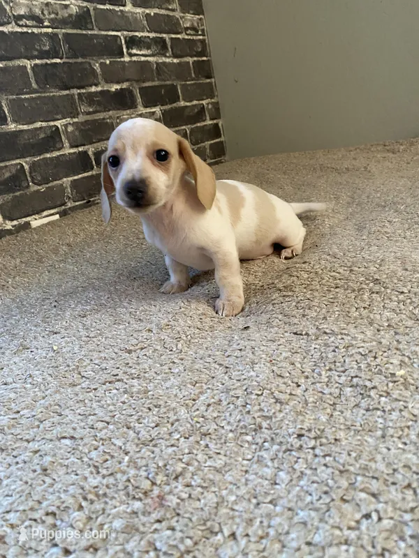 Marshall – Miniature Dachshund puppy for sale in Wasco, CA