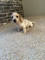 Marshall, a male Miniature Dachshund for sale in Wasco, CA – Photo 1 of 7