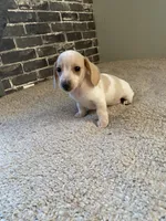 Marshall, a male Miniature Dachshund for sale in Wasco, CA – Photo 4 of 7