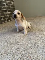 Marshall, a male Miniature Dachshund for sale in Wasco, CA – Photo 2 of 7