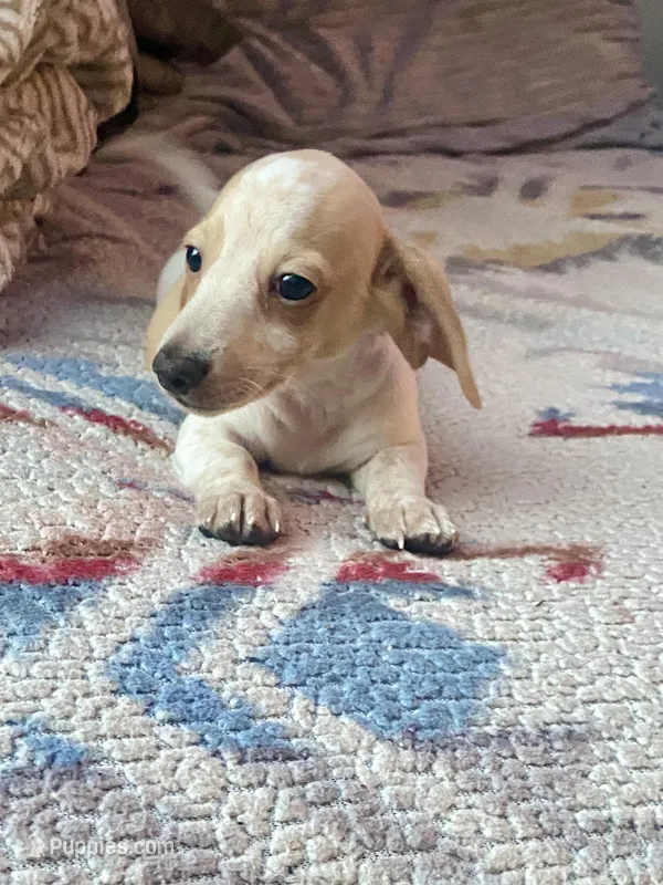Marshall – Miniature Dachshund puppy for sale in Wasco, CA