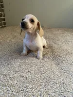 Marshall, a male Miniature Dachshund for sale in Wasco, CA – Photo 6 of 7