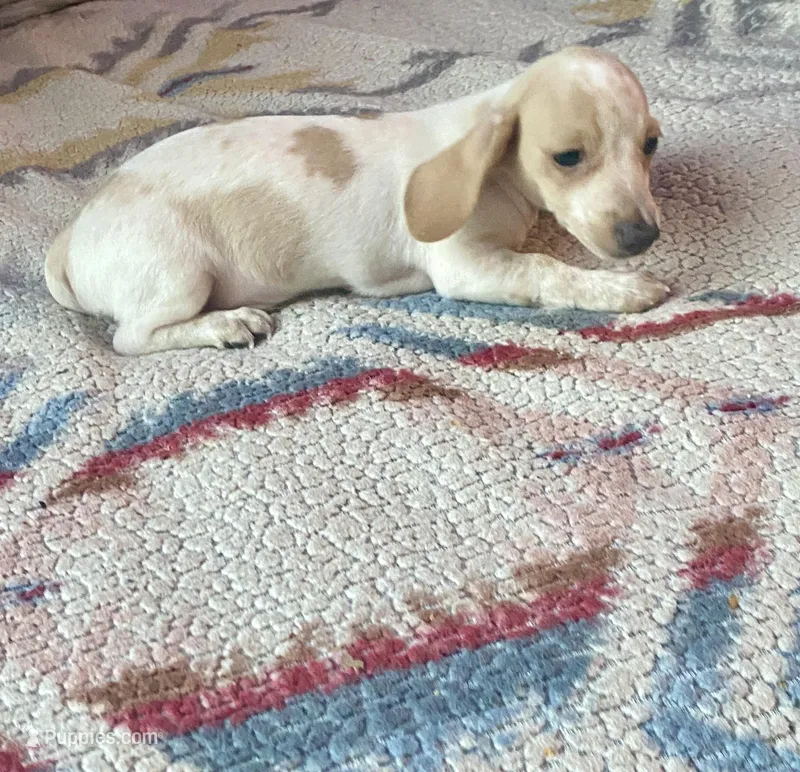 Marshall – Miniature Dachshund puppy for sale in Wasco, CA