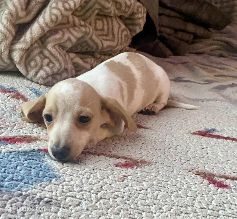 Marshall – Miniature Dachshund puppy for sale in Wasco, CA