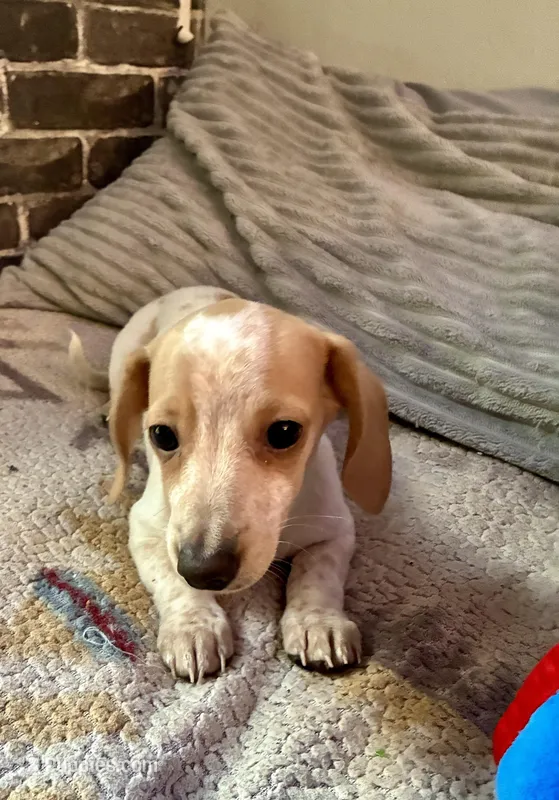 Marshall – Miniature Dachshund puppy for sale in Wasco, CA
