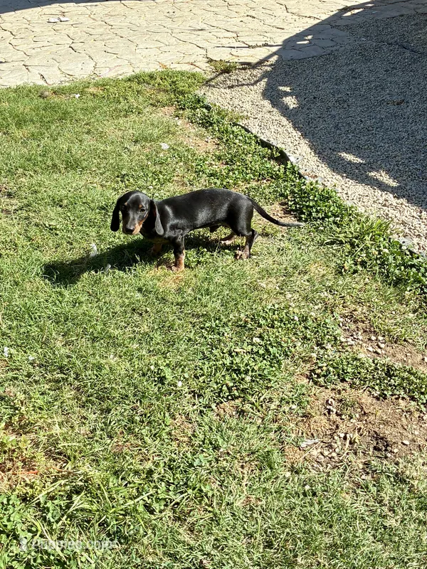 Rubble – Miniature Dachshund puppy for sale in Wasco, CA