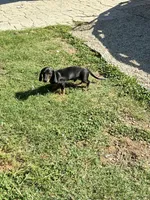 Rubble, a male Miniature Dachshund for sale in Wasco, CA – 1 of 9