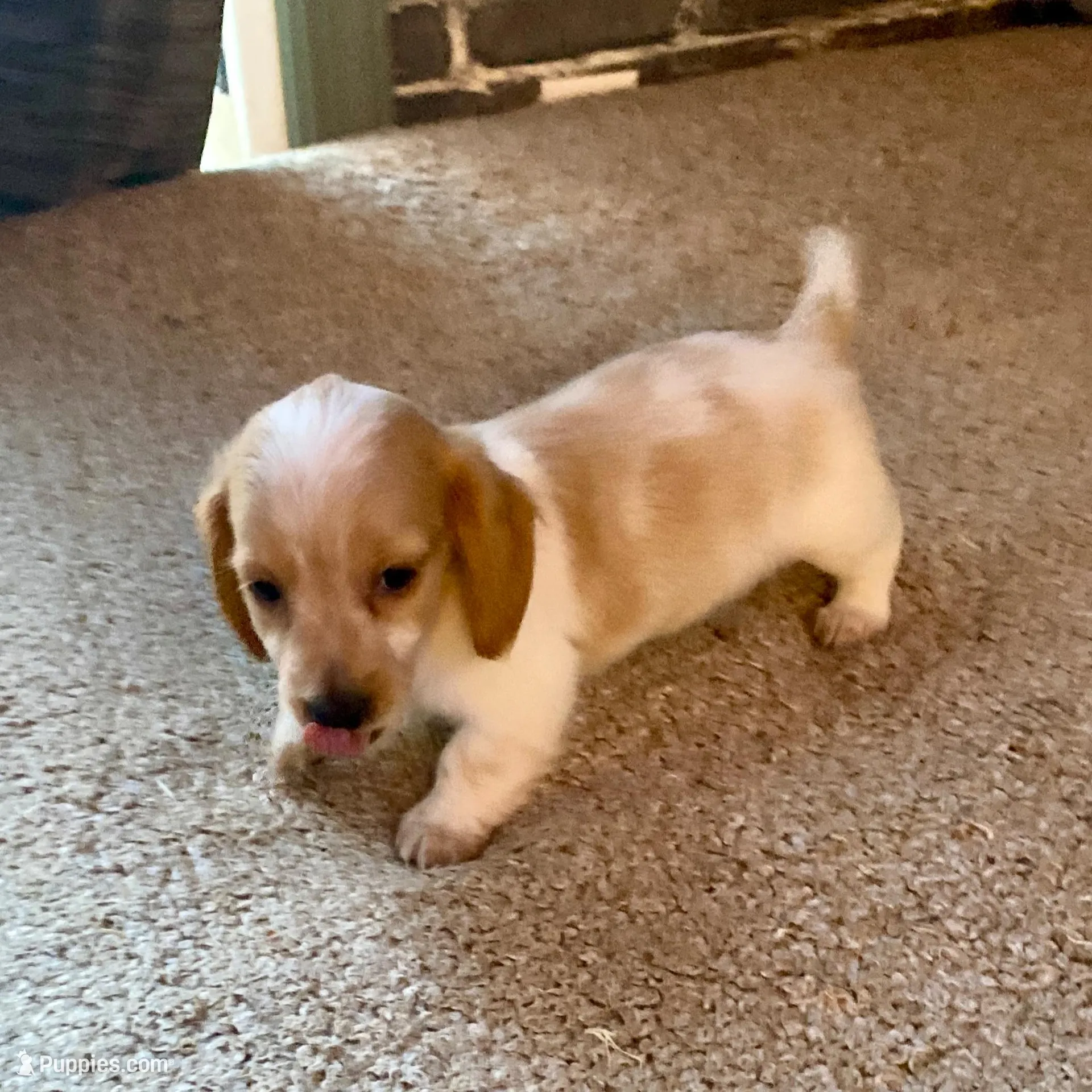 Rubble, a male Miniature Dachshund for sale in Wasco, CA – Photo 1 of 9