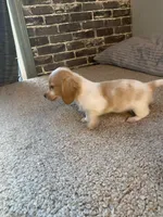 Rubble, a male Miniature Dachshund for sale in Wasco, CA – Photo 3 of 9