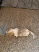 Rubble, a male Miniature Dachshund for sale in Wasco, CA – Photo 7 of 9