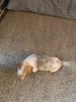 Rubble, a male Miniature Dachshund for sale in Wasco, CA – Photo 9 of 9