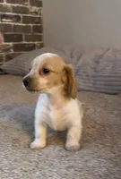Rubble, a male Miniature Dachshund for sale in Wasco, CA – Photo 2 of 9