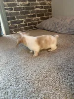 Rubble, a male Miniature Dachshund for sale in Wasco, CA – Photo 5 of 9