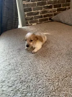 Rubble, a male Miniature Dachshund for sale in Wasco, CA – Photo 8 of 9