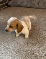 Rubble, a male Miniature Dachshund for sale in Wasco, CA – Photo 4 of 9