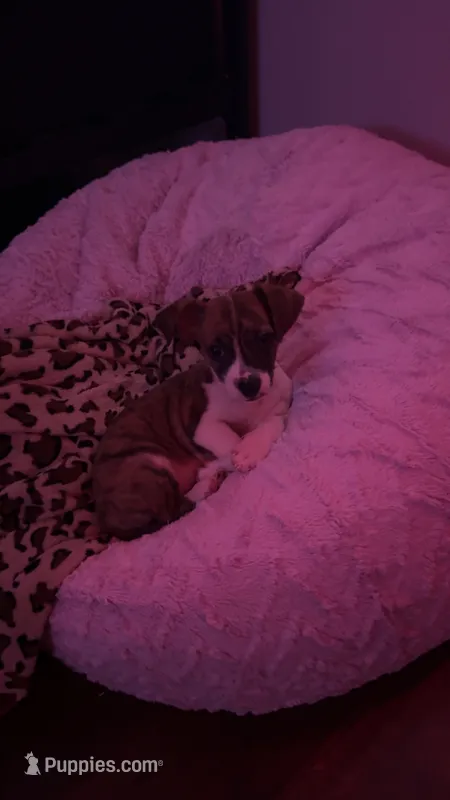 Diesel – Chihuahua, Yorkshire Terrier puppy for sale in Anderson, SC