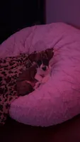 Diesel, a male Chihuahua and Yorkshire Terrier for sale in Anderson, SC – 1 of 10