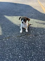 Diesel, a male Chihuahua and Yorkshire Terrier for sale in Anderson, SC – 6 of 10