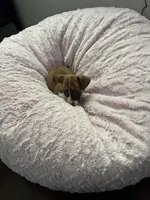 Diesel, a male Chihuahua and Yorkshire Terrier for sale in Anderson, SC – 5 of 10