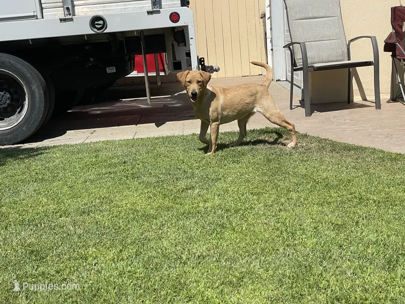 Fabiola Mota  – Labrador Retriever puppy for sale in Santa Maria, CA