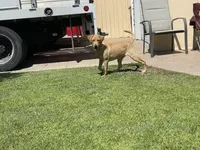 Fabiola Mota , a female Labrador Retriever for sale in Santa Maria, CA – 1 of 8