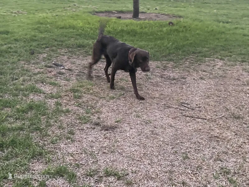 Fabiola Mota  – Labrador Retriever puppy for sale in Santa Maria, CA