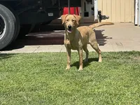 Fabiola Mota , a female Labrador Retriever for sale in Santa Maria, CA – 5 of 8