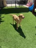 Fabiola Mota , a female Labrador Retriever for sale in Santa Maria, CA – 8 of 8