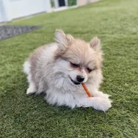 Fluffy, a male Pomeranian for sale in Las Vegas, NV – Photo 6 of 8