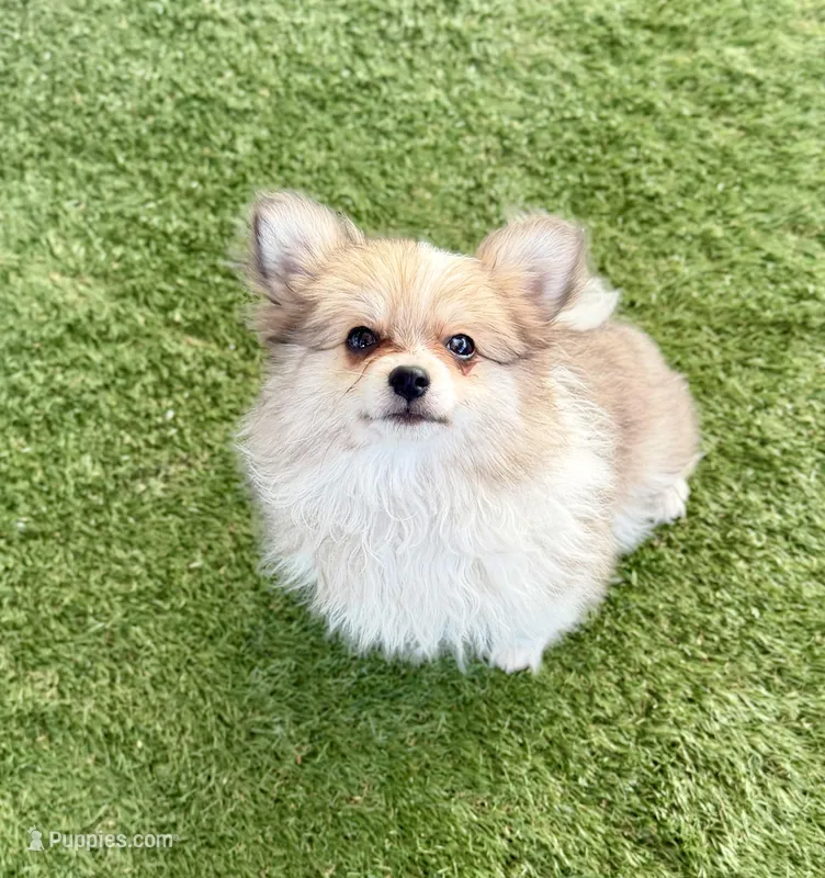 Fluffy – Pomeranian puppy for sale in Las Vegas, NV