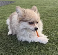 Fluffy, a male Pomeranian for sale in Las Vegas, NV – Photo 4 of 8