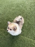 Fluffy, a male Pomeranian for sale in Las Vegas, NV – Photo 7 of 8