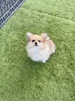 Fluffy, a male Pomeranian for sale in Las Vegas, NV – Photo 8 of 8