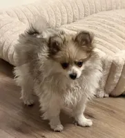 Fluffy, a male Pomeranian for sale in Las Vegas, NV – Photo 3 of 8