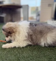 Fluffy, a male Pomeranian for sale in Las Vegas, NV – Photo 5 of 8