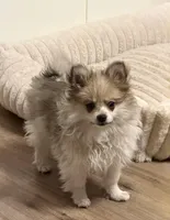 Fluffy, a male Pomeranian for sale in Las Vegas, NV – Photo 2 of 8