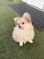Junior, a male Pomeranian for sale in Las Vegas, NV – Photo 8 of 10